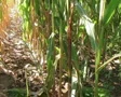Cornstalk Tilt SD Footage