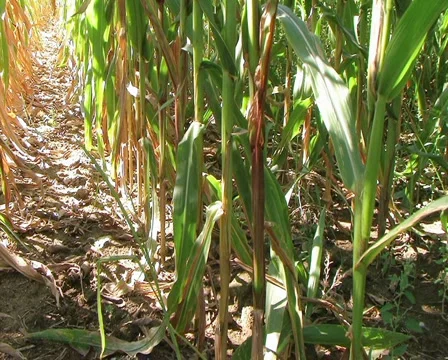 Cornstalk Tilt 動画素材 2858816