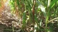 Cornstalk Tilt HD Footage