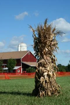 Cornstalks and barn Stock Photos