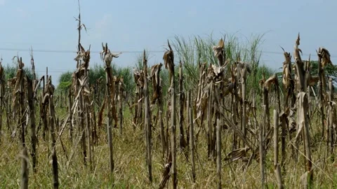 The cornstalks began to dry out Stockbeeldmateriaal 229603727
