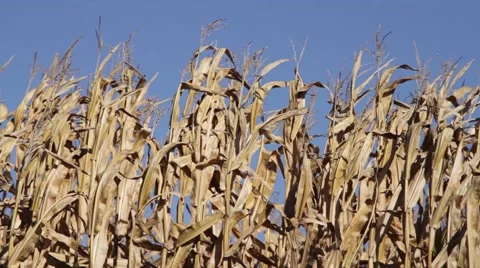 Cornstalks blowing in the wind 스톡 동영상 48276150