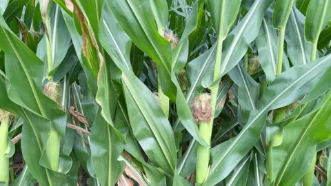 Cornstalks with ears in silk stand tall in a dense field Stock Footage 339356862