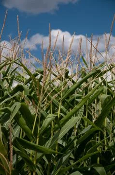 Cornstalks lineed up under a beautiful cloudscape and sunshine. Foto stock