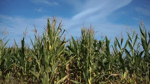 Cornstalks on a local farm 動画素材 87270422