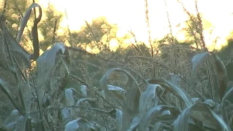 Cornstalks in Michigan Stock Footage 105084769