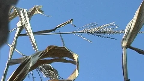 Cornstalks in Michigan Stock Footage 105126577