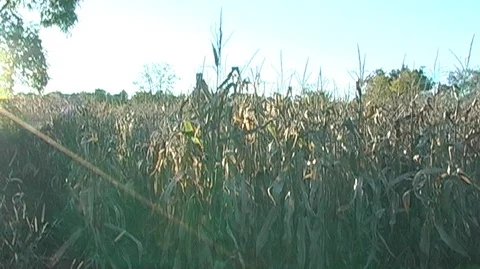 Cornstalks in Michigan Stock Footage 105134655