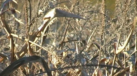 Cornstalks in Michigan Stock Footage 105134758