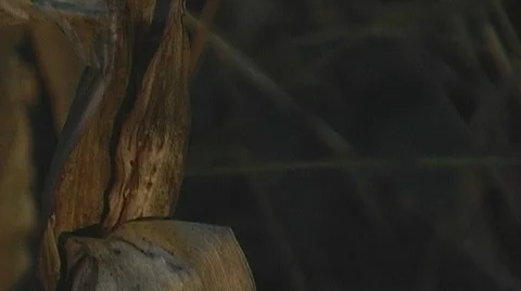 Cornstalks in Michigan Stock Footage 105135326