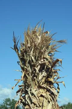 Cornstalks Foto stock