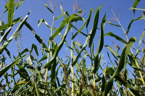 Cornstalks Stock Photos