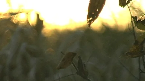 Cornstalks at Sunset in Michigan Stock Footage 105132878