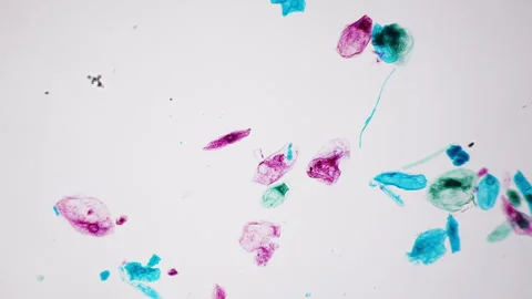 Cornstarch under microscope. Multiple magnification, 100x times. Detailed Stock Footage 266260323