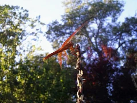 Cornstock Dragonfly Stock Photos