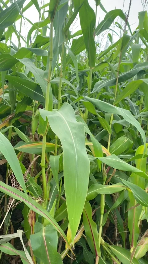 Cornucopia. Corn plant. Vertical video Stock Footage 282200769