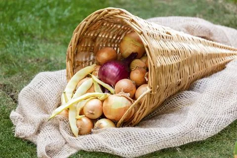 Cornucopia of wickerwork with onions and yellow beans on a green lawn for Stock Photos
