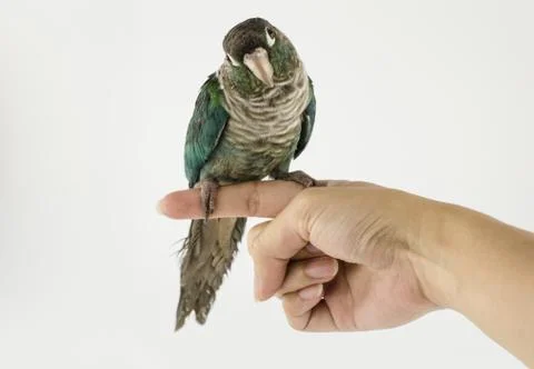 Cornure Stock Photos