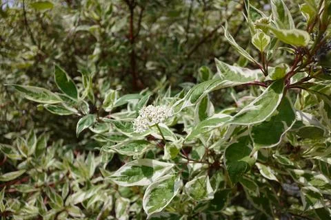 Cornus alba, the red-barked, white or Siberian dogwood 库存照片