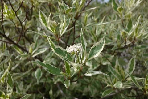 Cornus alba, the red-barked, white or Siberian dogwood 库存照片