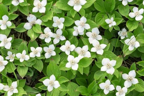 Cornus canadensis Stock Photos