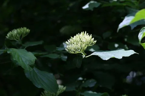 Cornus controversa in bloom in the arboretum Foto stock