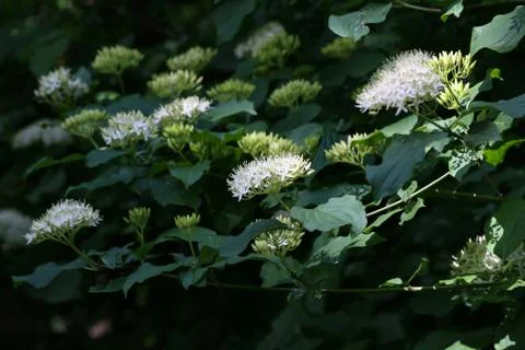 Cornus controversa in bloom in the arboretum Stock Photos