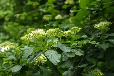 Cornus controversa in bloom in the arboretum Stock Photos