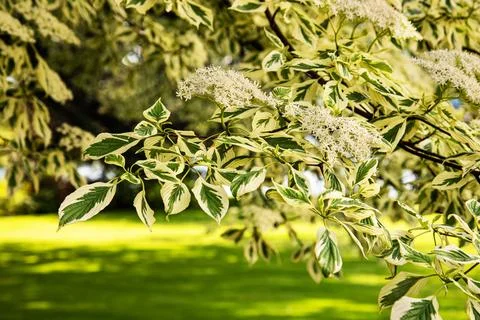 Cornus controversa variegata Stock Photos