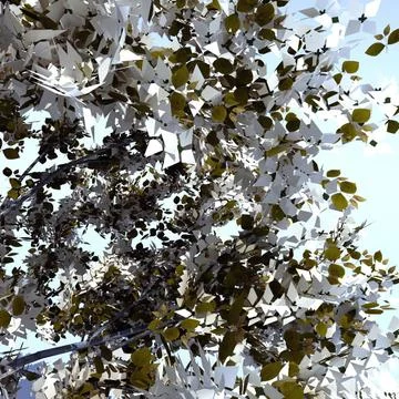 Cornus Eddies White Wonder (Flowering dogwood) 3D Model