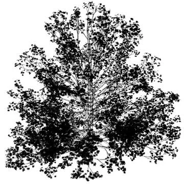 Cornus florida (Rubra) 3D Model