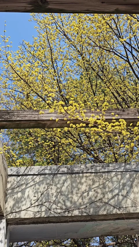 Cornus Flower Tree Swaying in Wind in Spring Vídeos de archivo 331297283