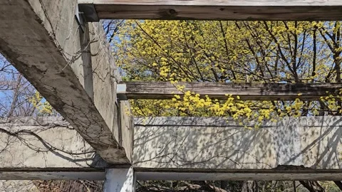 Cornus Flower Tree with Upward Tilt to Blue Sky in Spring Vídeos de archivo 331297337