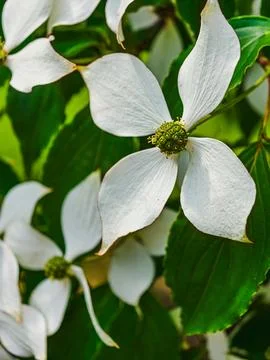 Cornus kousa flower with white bracts and green foliage Stock Photos