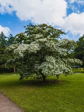 Cornus kousa flowering tree covered with white bracts Stock Photos