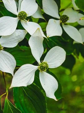 Cornus kousa flowers with copy space Fotos Stock