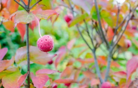 Cornus kousa "Girard's Dwarf" - Bright Red Autumn Fruit on a Cornus kousa Tre Stock Photos