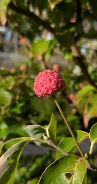 Cornus Kousa Var. Chinensis Fruit, Chinese Flowering Dogwood Berries Stock-Fotos