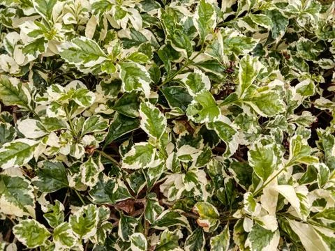 Cornus leafs,flora ,garden Stock Photos