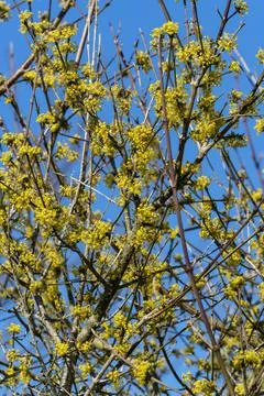 Cornus Mas 'Aurea' Фото