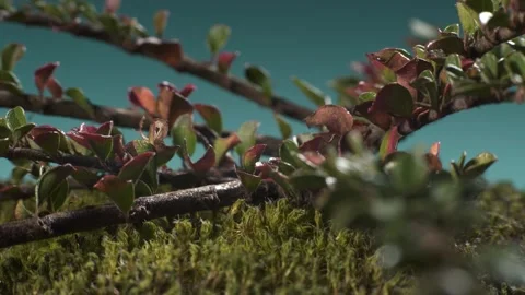Cornus mas branch with berries and leaves lying on moss. Macro shot. Stock Footage 293929460
