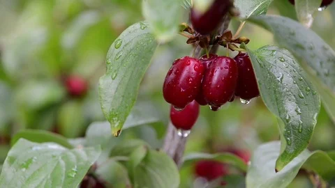 Cornus mas, Cornelian cherry, European cornel, Cornelian cherry dogwood Stock Footage