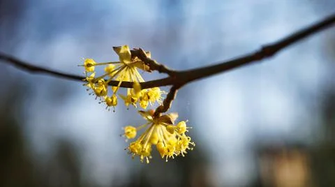 Cornus Mas, the Cornelian Cherry. Stock Photos