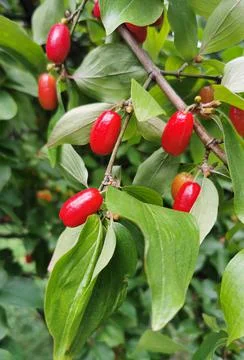 Cornus mas - red ripe berries on the tree Stock Photos