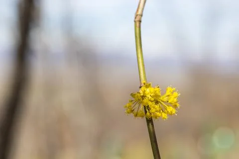 Cornus officinalis blooming Stock Photos