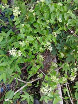 Cornus sanguinea Stock Photos