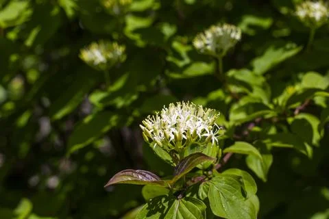 CORNUS SANGUINEA Stock Photos