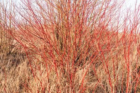 Cornus Sanguinea Stockfoto's