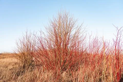 Cornus Sanguinea Stock-Fotos