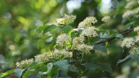 Cornus sanguinea tree shrub in summer sunshine Stock Footage 246109712